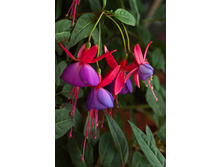 ��������-��������� � ������-������� �������� ������