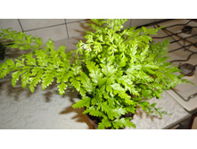 ��������� �������������� (Asplenium bulbiferum)- 450 ���.