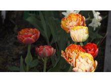 ������� ���� ��������