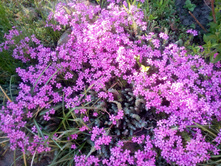 IMG 20180526 183339.jpg