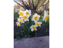 ������ ������ (Gentle Giant) .JPG