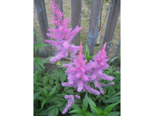 �������� ���������