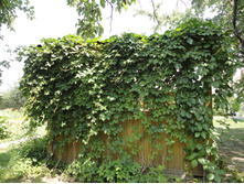 ������� ��������