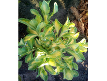 IMG 20180526 184022.jpg