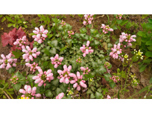 ������� ���� ����