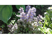 ������� ��������� (�ϣ ����)