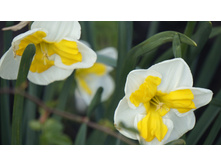 ������� ���������