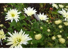 ��������� ���������� "������� ������ "