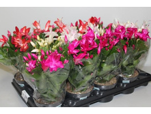 �����������  ����