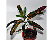 ������ Croton 'Bush on Fire'- 250 ���.