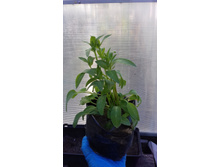 ����������� ���������, �������� ����