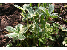 ��������� 'Sunningdale Variegated'.