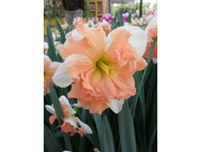 ���� ���.jpg