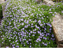 �������� ���������� Veronica filiformis