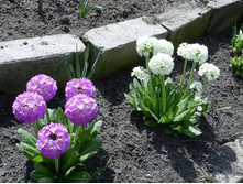 ������� ������������