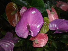 �������� ������ ����