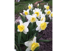 Ice Follies.JPG ����� ������