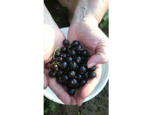 ��������� �������.JPG