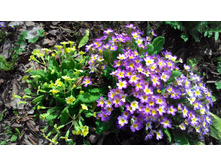 P 20180509 091859.jpg