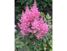 �������� �������