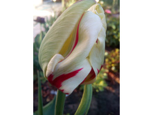 IMG 20180526 184303.jpg