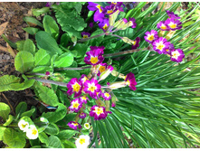 P 20180509 092021.jpg