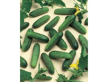 ������ ������ F1 ������������������ 5�� ,(��) 24,00 ���.( � �������� 1��).jpg