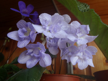 Heartland`s Petticoat.JPG