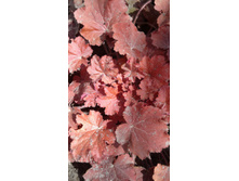 ������� �������� ����� (�ϣ ����)