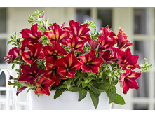������� Crazytunia Mandeville