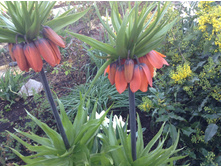 ����������� ������