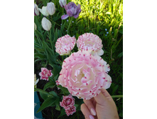 IMG 20180526 171235.jpg