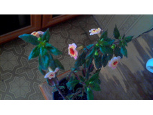 �������� Yellow Queen Hy