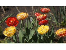 ������� ���� ��������