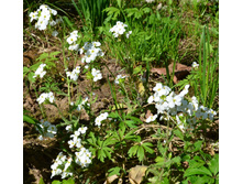 ������ ���������� (������ ����������)