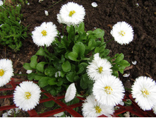 ���������� IMG 0068.JPG