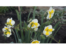 ������� ���������