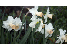 ������� �����