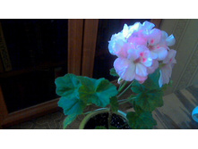 ���������� Millfield Jem(ivi-������)