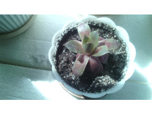 IMG 20141224 191444.jpg