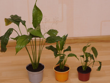 ��� ��������� ������� �� 100� �� 80� �� 50�