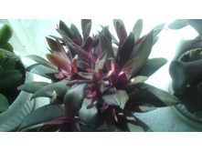 IMG 20141224 191625.jpg