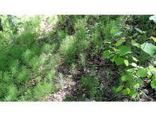 IMG 20180521 133248.jpg