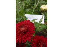 ���������  ���������� "������"