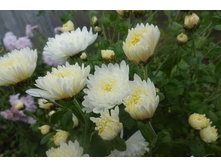 ��������� ���������� "�������� ����������"