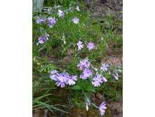 ����� ����������