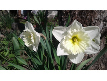 ������� ��� ����� ����� �������� (�ϣ ����)