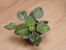 ��������� � �������� 50�