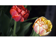 ������� ���� ��������