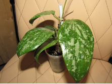 Hoya Balaensis Splash